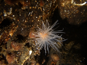 sealoch anemone
